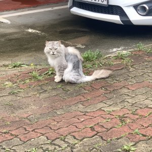 고양이 목격 페르시안 울산광역시 남구