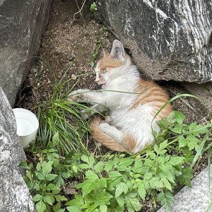 고양이 구조 코리아쇼트헤어 서울특별시 성북구