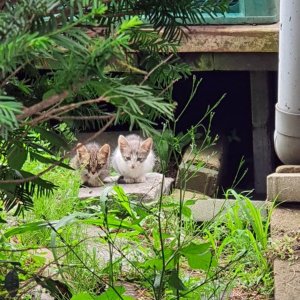 고양이 구조 코리아쇼트헤어 경기도 양주시