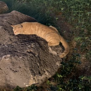 고양이 주인을 찾습니다 고양이 전단지