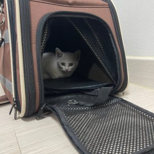 고양이 주인을 찾습니다 고양이 전단지