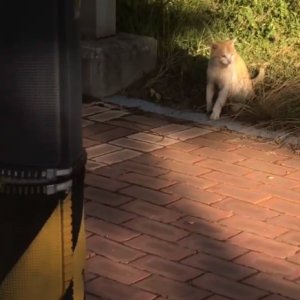 고양이 구조 코리아쇼트헤어 울산광역시 울주군