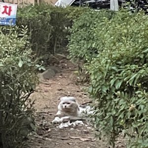 고양이 목격 기타묘종 인천광역시 연수구