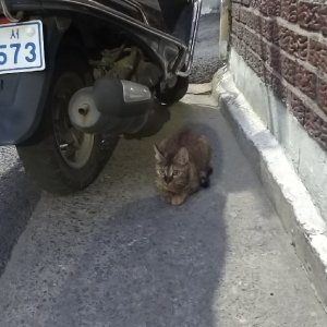 고양이 목격 벵갈캣 대구광역시 서구