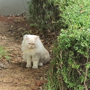 고양이 주인을 찾습니다 고양이 전단지