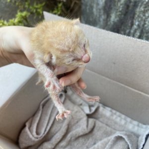 고양이 구조 기타묘종 부산광역시 강서구