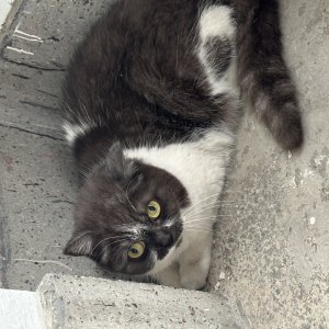 고양이 구조 스코티시폴드 서울특별시 마포구