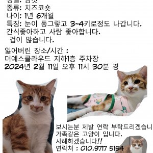 고양이실종분실 인천광역시 중구