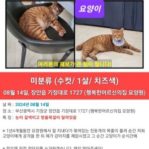 고양이를 찾습니다 믹스묘 부산광역시 기장군