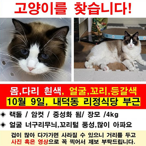 고양이를 찾습니다 고양이 전단지