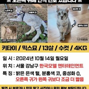 고양이를 찾습니다 기타묘종 서울특별시 강남구