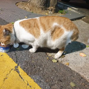 고양이 주인을 찾습니다 고양이 전단지