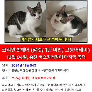 고양이실종분실 충청남도 홍성군