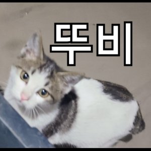 고양이를 찾습니다 고양이 전단지