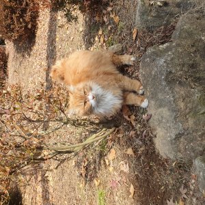 고양이를 찾습니다 고양이 전단지