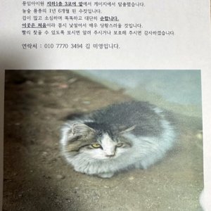 고양이를 찾습니다 노르웨이지안포레스트캣 경기도 성남시 분당구