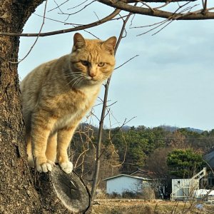 고양이를 찾습니다 고양이 전단지