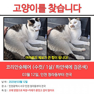 고양이를 찾습니다 고양이 전단지