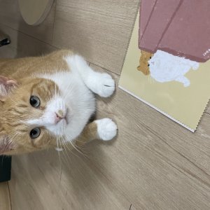 고양이실종분실 경기도 고양시 덕양구