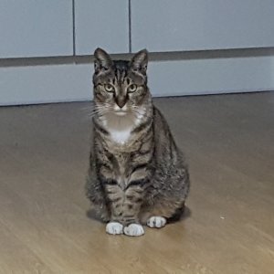 고양이를 찾습니다 고양이 전단지