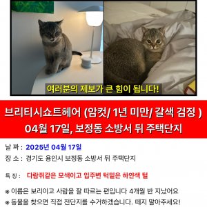 고양이실종분실 경기도 용인시 기흥구