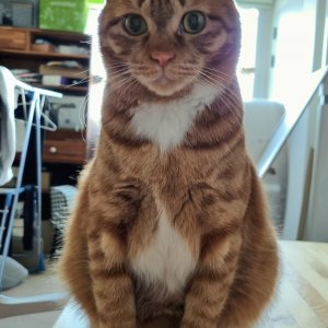 고양이를 찾습니다 고양이 전단지