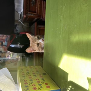 고양이를 찾습니다 고양이 전단지