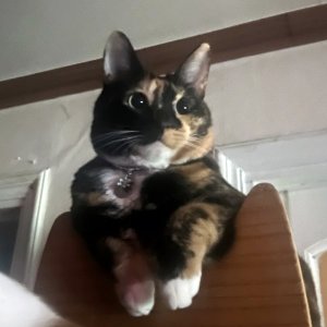 고양이를 찾습니다 고양이 전단지