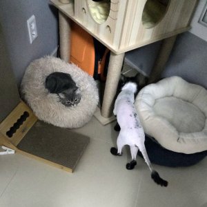 고양이를 찾습니다 고양이 전단지