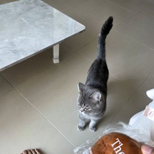 고양이를 찾습니다 고양이 전단지
