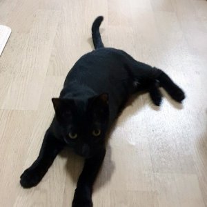고양이를 찾습니다 고양이 전단지