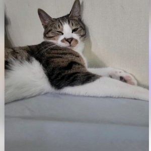 고양이를 찾습니다 고양이 전단지