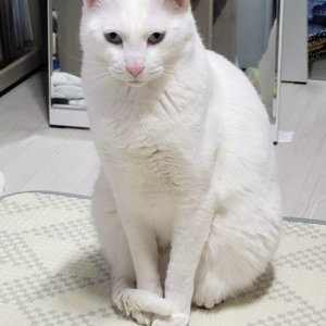 고양이를 찾습니다 고양이 전단지