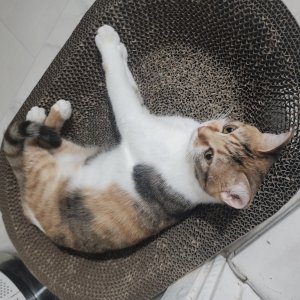 고양이실종분실 서울특별시 강남구