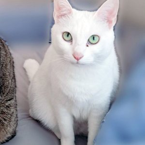 고양이를 찾습니다 고양이 전단지