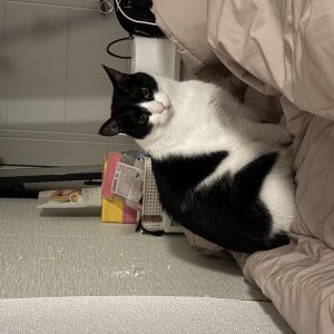 고양이를 찾습니다 고양이 전단지