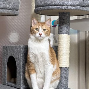 고양이를 찾습니다 고양이 전단지