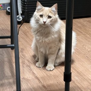 고양이를 찾습니다 고양이 전단지