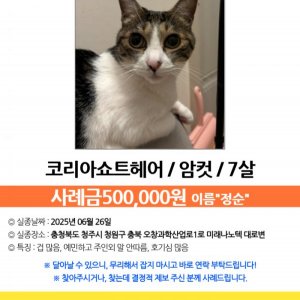 고양이를 찾습니다 고양이 전단지