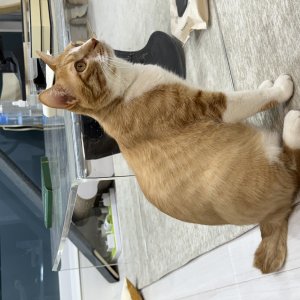 고양이를 찾습니다 고양이 전단지