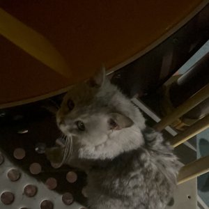 고양이 목격 브리티시쇼트헤어 경기도 시흥시