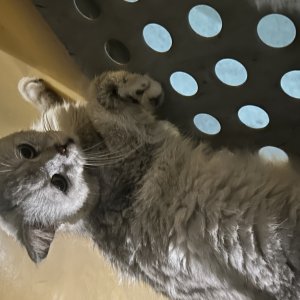 고양이 주인을 찾습니다 고양이 전단지