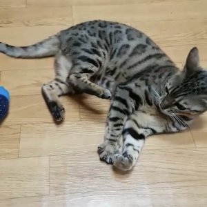 고양이를 찾습니다 고양이 전단지
