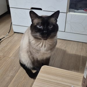 고양이를 찾습니다 고양이 전단지
