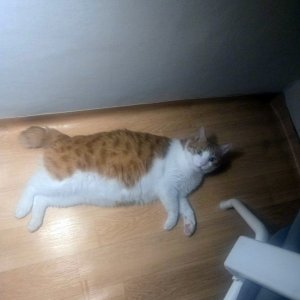 고양이를 찾습니다 고양이 전단지