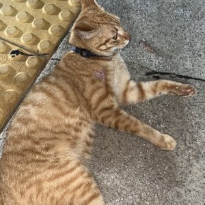 고양이 주인을 찾습니다 고양이 전단지