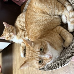 고양이를 찾습니다 고양이 전단지