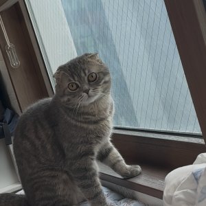 고양이실종분실 부산광역시 강서구