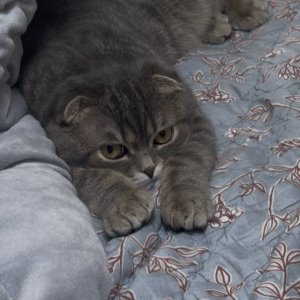 고양이를 찾습니다 고양이 전단지