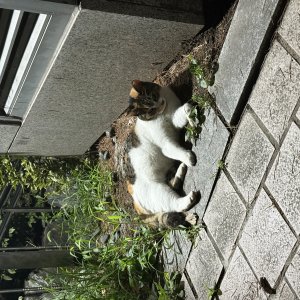 고양이 목격 코리아쇼트헤어 서울특별시 도봉구